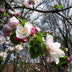 Mittwoch, 22.03.2023 um 19 Uhr – Homöopathie im Garten am