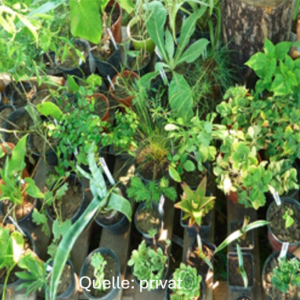 Pflanzenbörse am Dorfplatz am Samstag, 04. Mai 2024 von 10 bis 12 Uhr