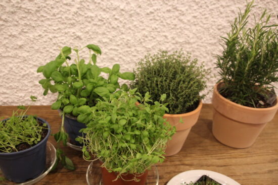 Mittwoch, 11.03.2026 – Juniorgruppe – Wald- und Wiesenwerkstatt – Kräuter